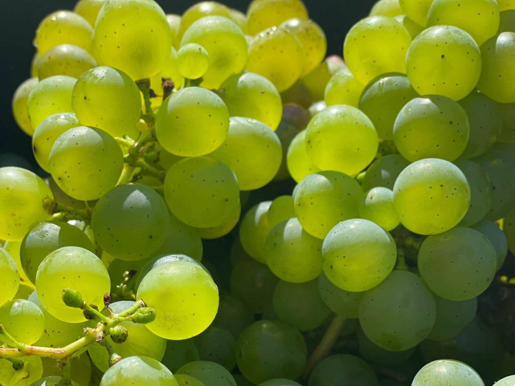 Яйцо столовое куриное пищевое третьей категории