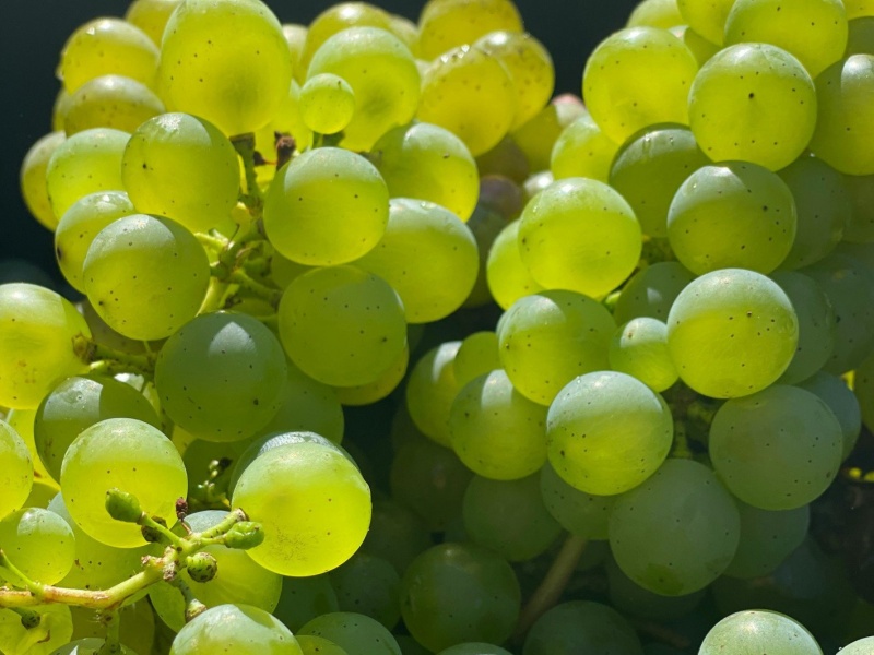 Яйцо столовое куриное пищевое третьей категории